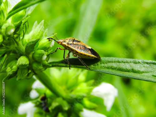 Closeup Photo of Acanthosomatidae or Shield bug on the leaf isolated with blurred green background