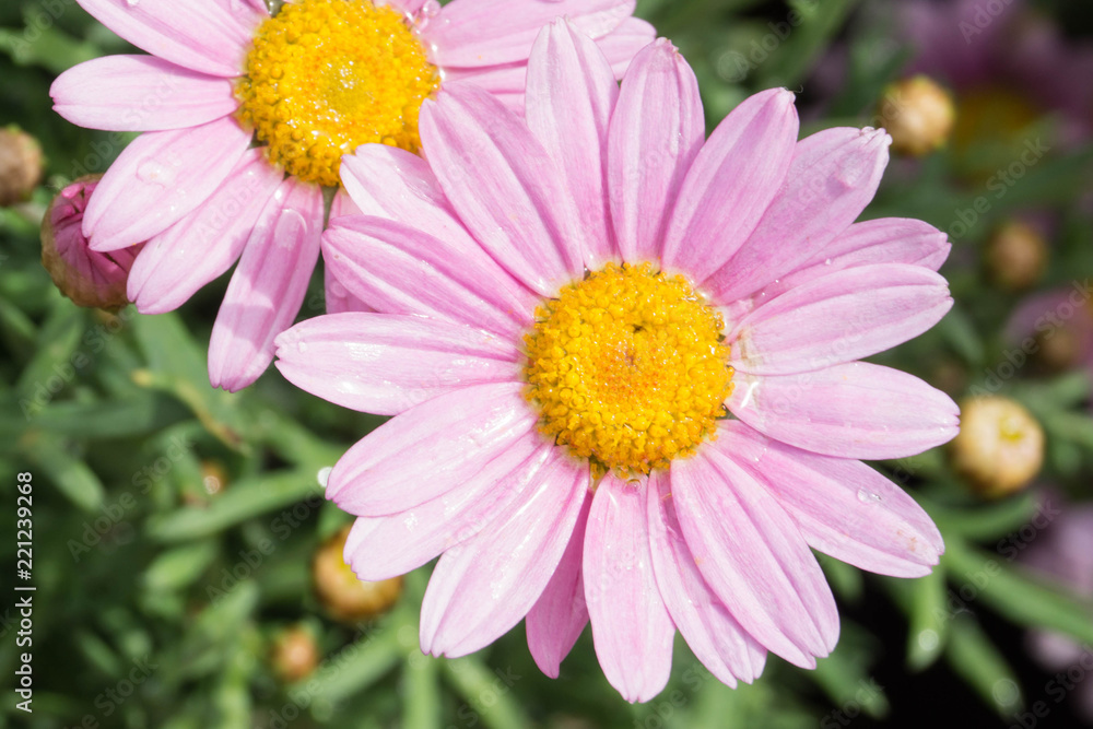 Fototapeta premium margherite rosa in fiore