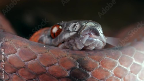 Tropical Flat Snake (Siphlophis compressus) flicking its forked tongue in slow motion photo