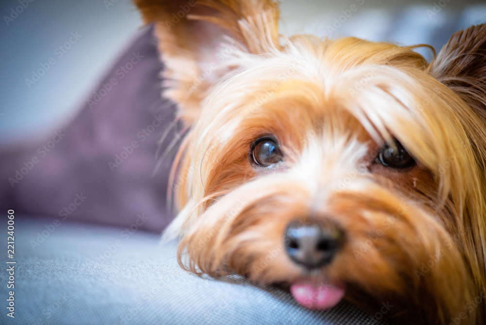 Yorkshire Terrier Portrait Tongue Out Yorkshire Terrier Portrait Tongue Out