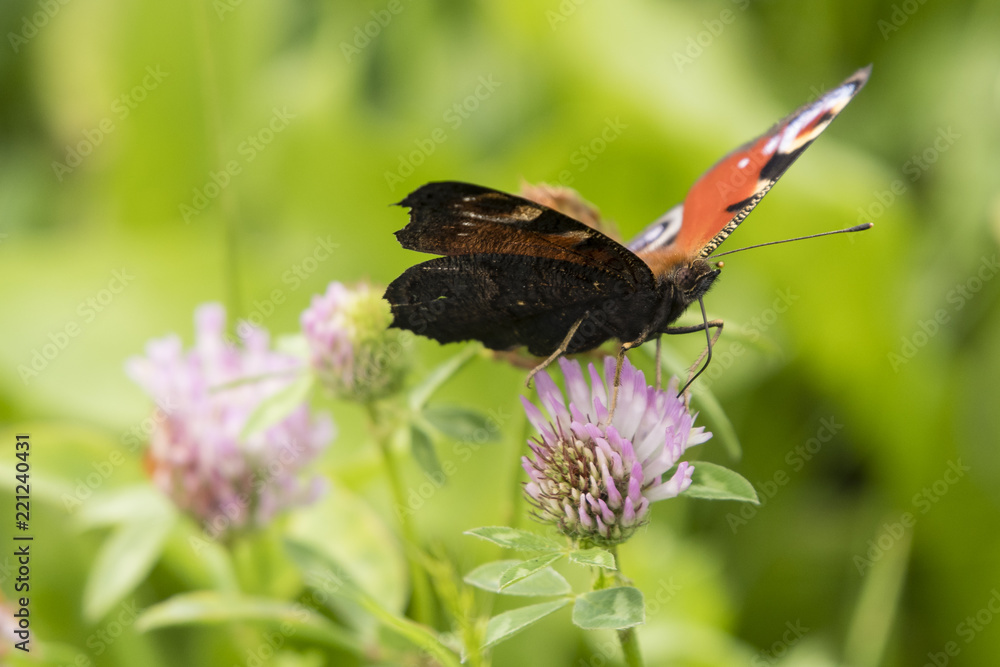 Inachis io butterfly on pink clover flower. Inachis io butterfly on pink clover flower.