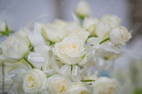 rose flower background, flower pot, white rose, colorful background, fresh rose, bunch of flower