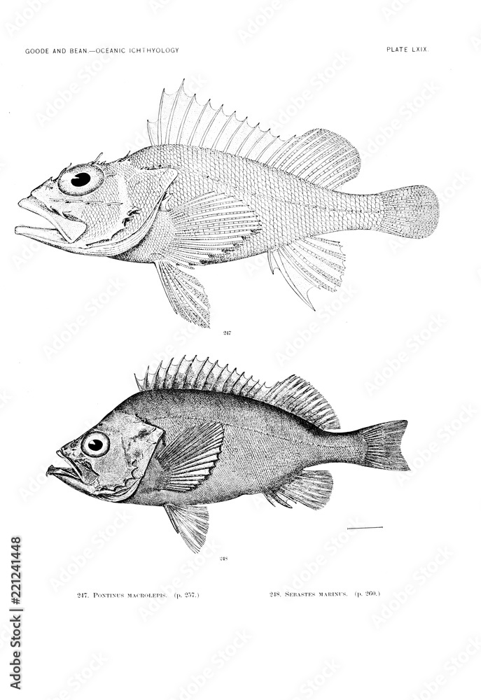 Obraz premium Illustration of fish