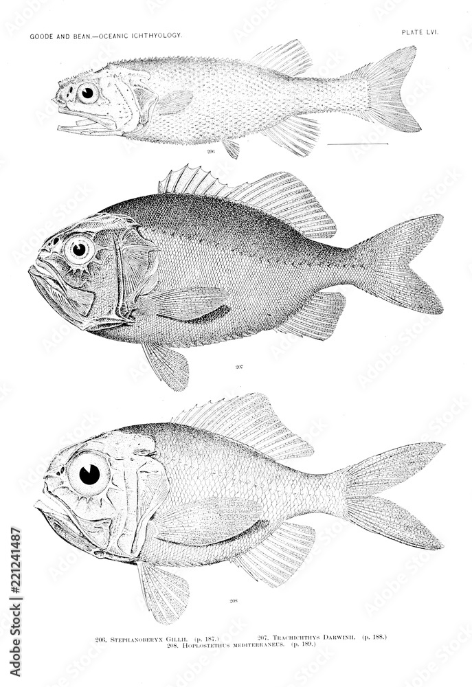 Fototapeta premium Illustration of fish