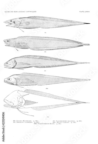 Illustration of fish