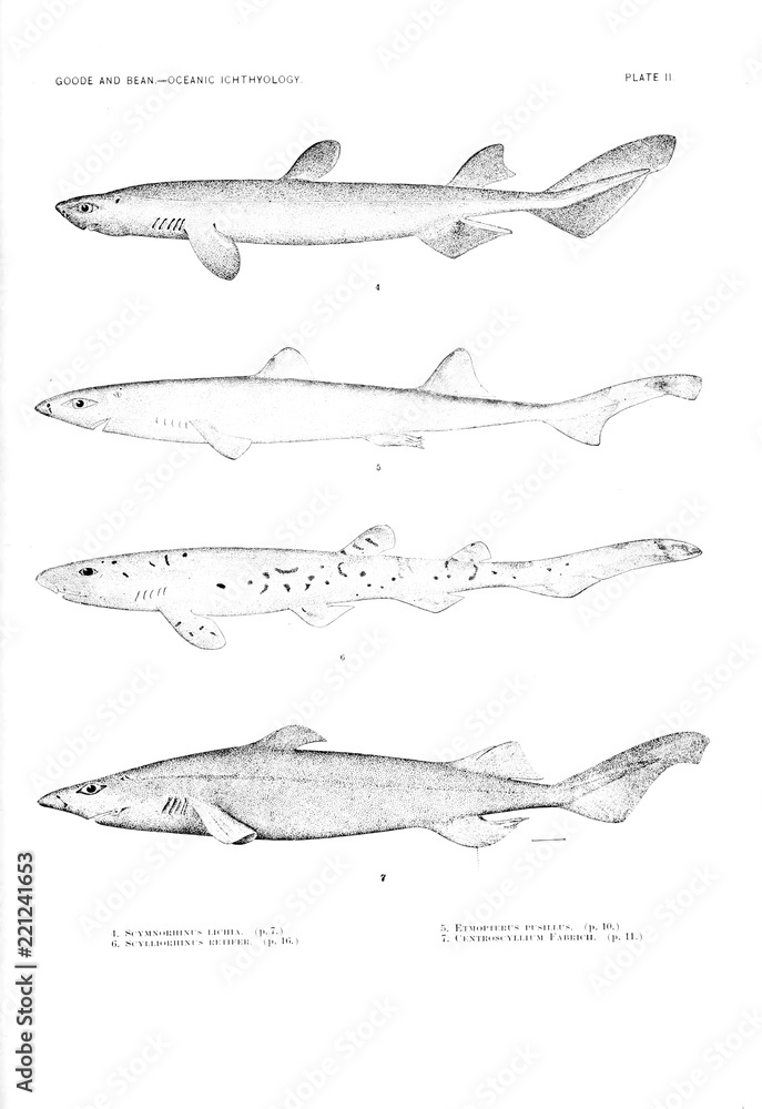 Fototapeta premium Illustration of fish