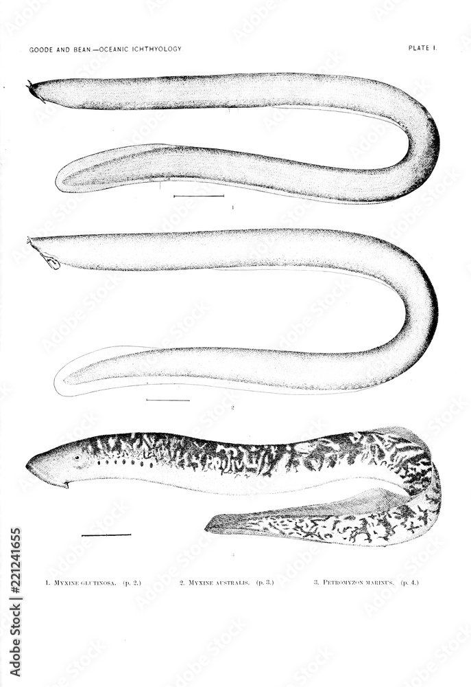 Illustration of fish Illustration of fish