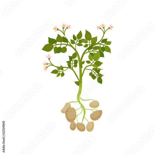 Potato plant with green leaves and small blooming flowers. Raw vegetable. Organic farm product. Flat vector design