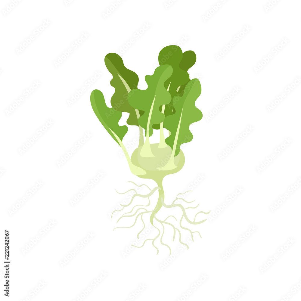 White radish with big green leaves and long roots. Natural vegetable. Flat vector element for book about gardening White radish with big green leaves and long roots. Natural vegetable. Flat vector element for book about gardening