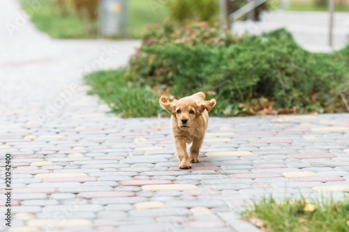 Running puppy english cocker spaniel dog outdoors photo