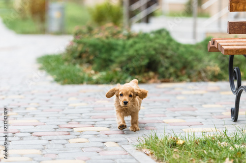 Running puppy english cocker spaniel dog outdoors photo