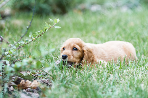 Wallpaper Mural Puppy english cocker spaniel dog outdoors Torontodigital.ca