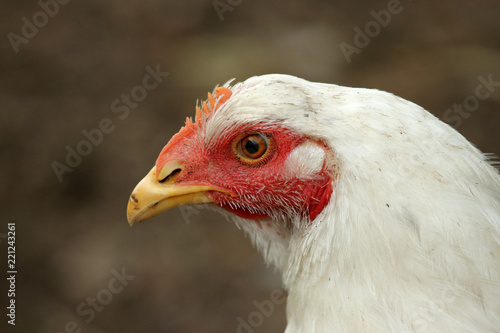 Closeup portrait of a white chicken outdoor