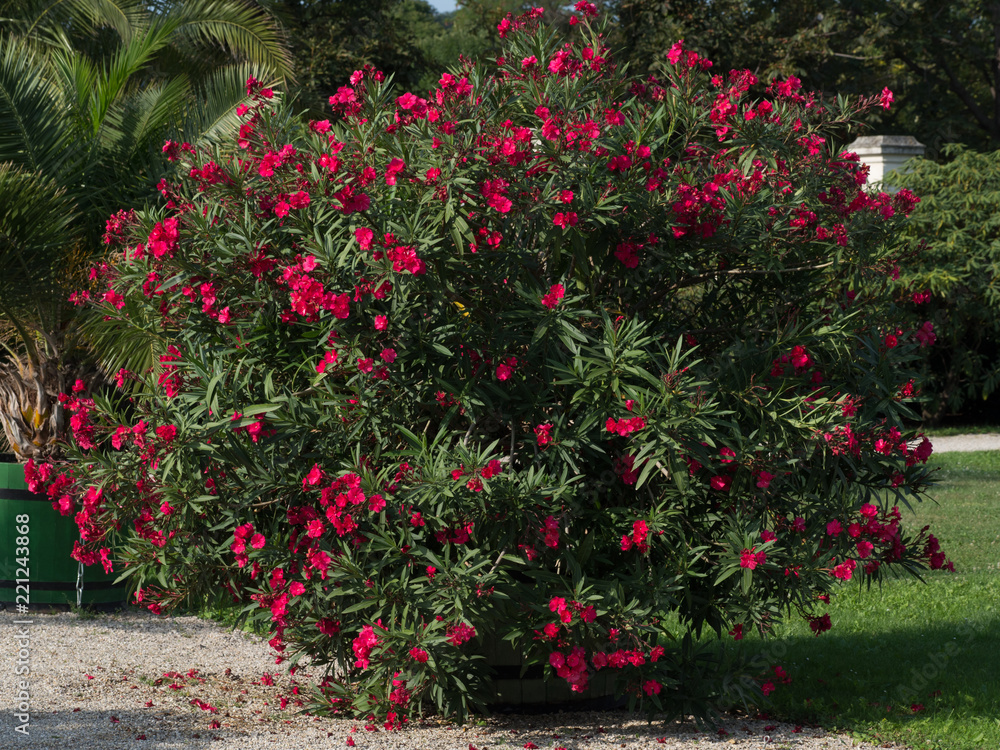 Naklejka premium Oleander