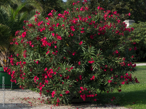 Oleander