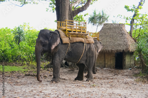 Photography elephant with saddle. elephant transport in camp