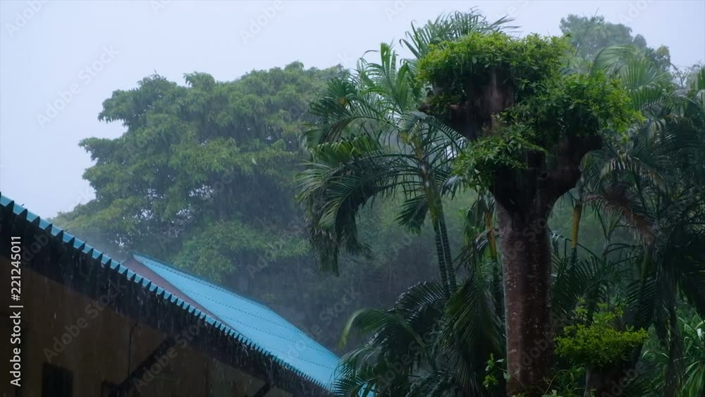Heavy rain and violent wind on palm trees during a classic tropical ...