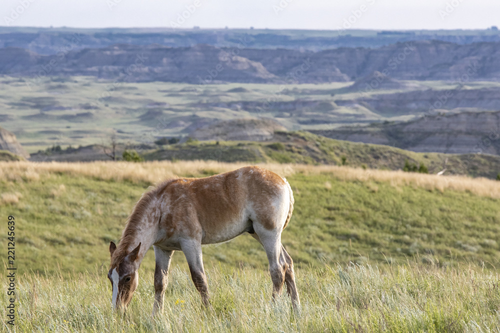 Wild mustangs of North Dakota Wild mustangs of North Dakota