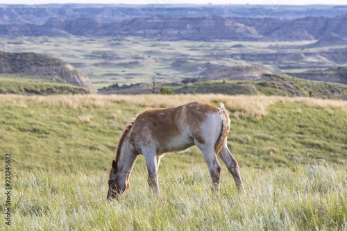 Wild mustangs of North Dakota