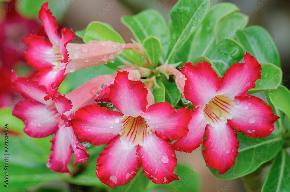 Azalea flower after rain, selective focus. Azalea flower after rain, selective focus.