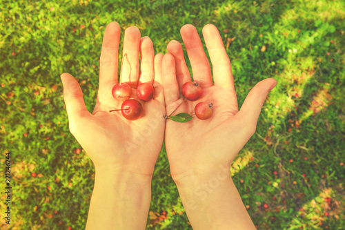 Small apples in hands on a background of green grass