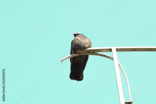 Dove on the pillar