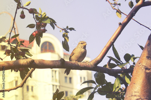 Sparrow on a tree branch