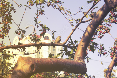 Sparrow on a tree branch