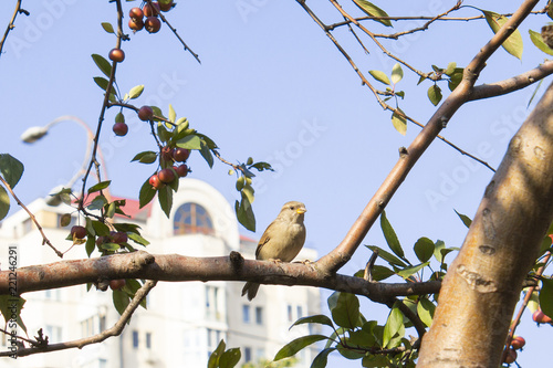 Sparrow on a tree branch