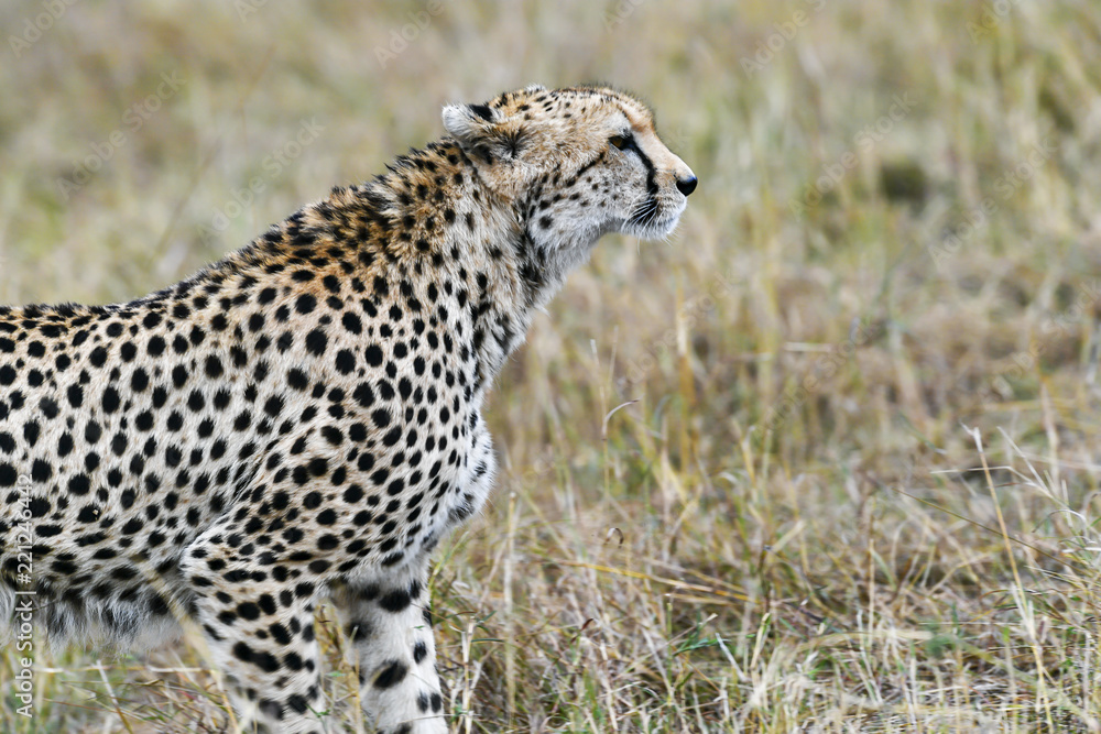 Obraz premium cheetah