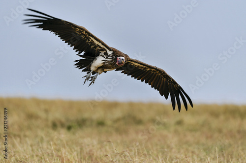 vulture