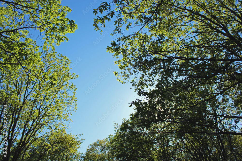blue sky and green tree tops through the leaves of oaks