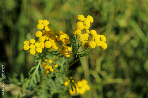 bright yellow wildflowers in green grass field close up