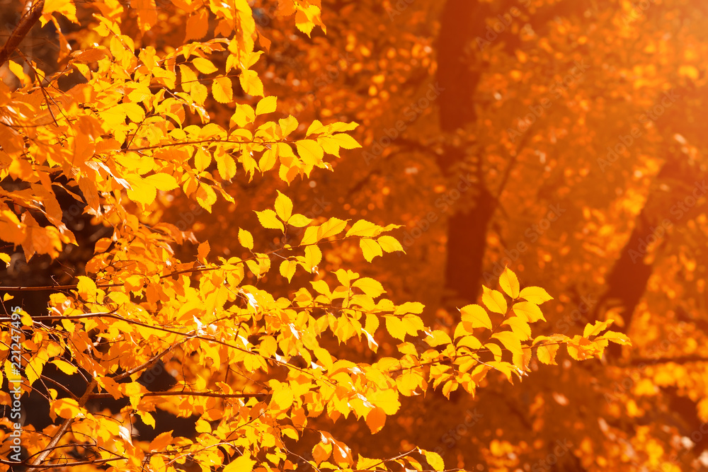 Bright yellow leaves in sunlight, beautiful fall season outdoor background Bright yellow leaves in sunlight, beautiful fall season outdoor background