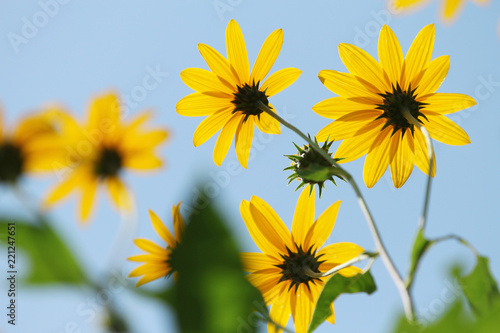 backlight of yellow sunflower under blue sky