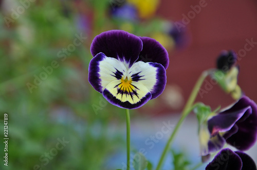 pansy
