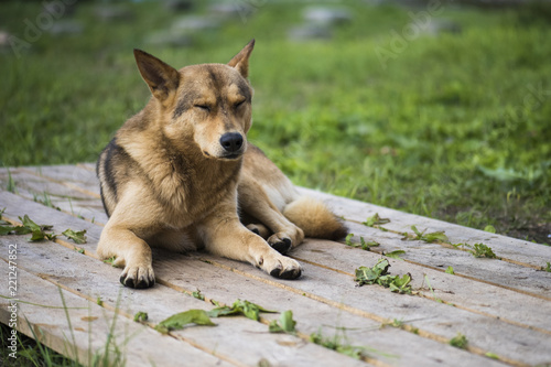 lying dog