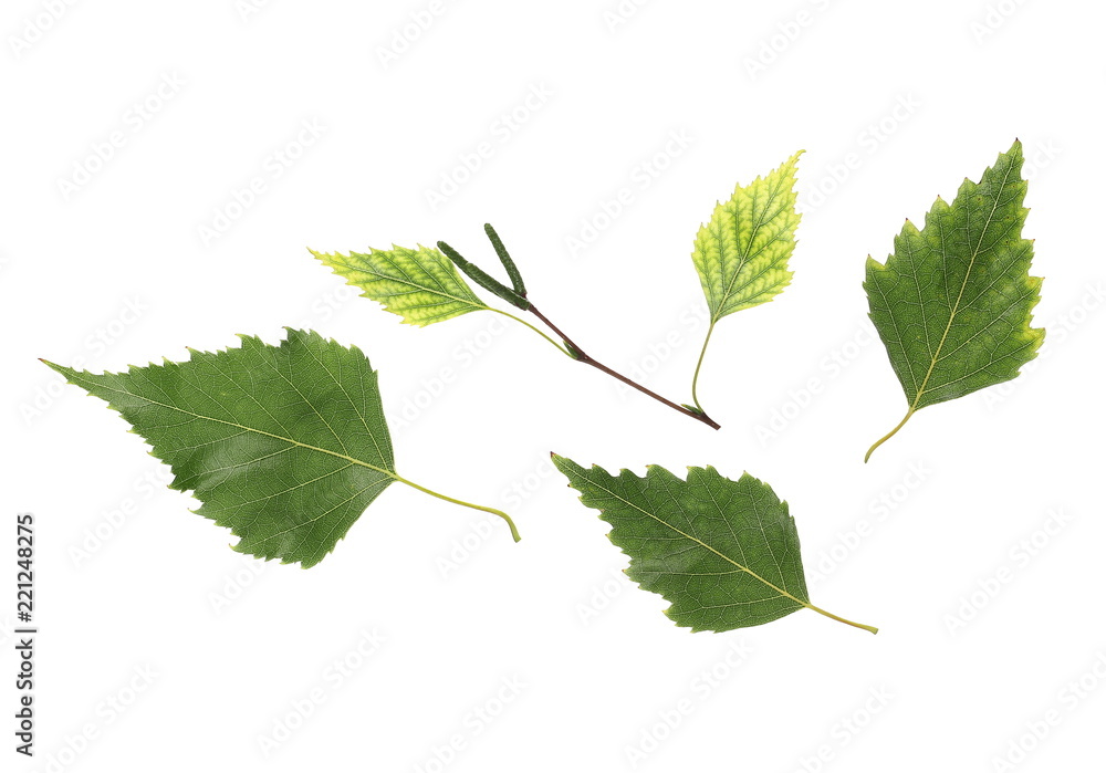 Birch leaves isolated on white background, top view with clipping path Birch leaves isolated on white background, top view with clipping path
