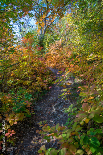 Beautiful colorful Path in the autumn forest