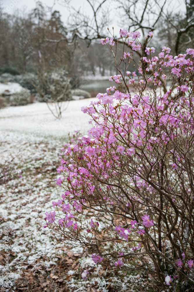 Winter landscape with snow falling and covering everything in English countryside