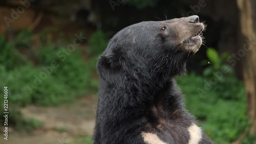 Asian black bear