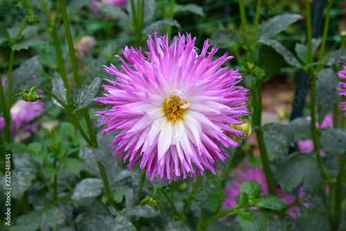 Fototapeta Naklejka Na Ścianę i Meble -  Dahlia cactus rose 