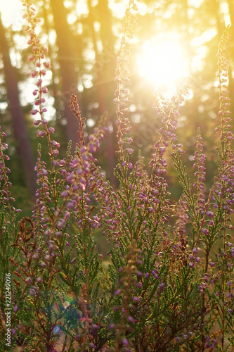 lilac wildflowers in the autumn forest at sunset.wild flowers nature background © Yuliya