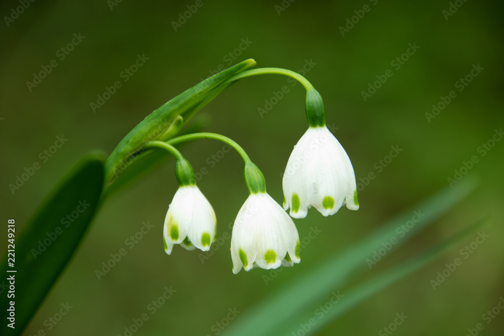 Three snowdrops against a green background Three snowdrops against a green background