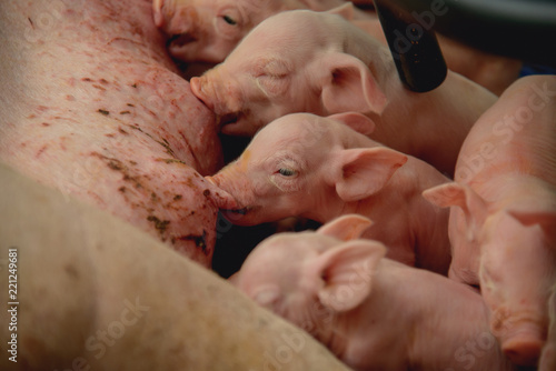 Newborn piglets suck the breasts of his mother in a farm