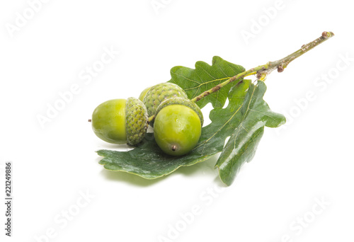 acorns isolated