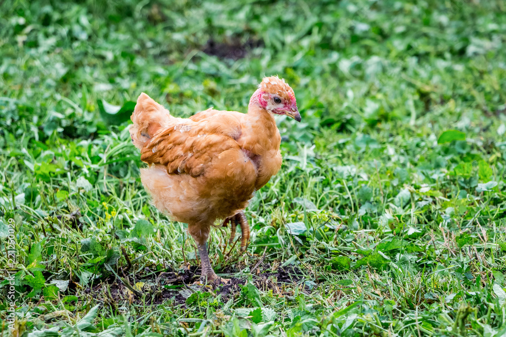 Fototapeta premium Chicken of breed naked neck walks through the garden among the greenery_