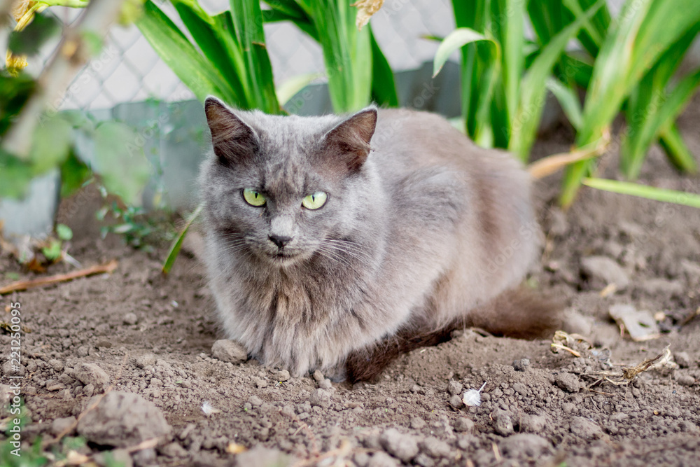 A gray cat with green eyes sits on the ground among the greenery_
