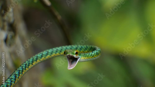 Parrot Snake (Leptophis ahaetulla) opens its mouth in a threat display. It is non-venomous so this behaviour is just a bluff. In the Ecuadorian Amazon. photo