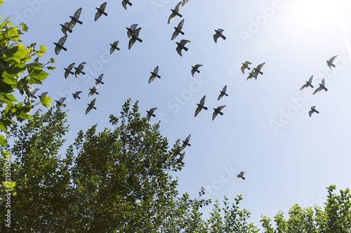 Flock Of Pigeons In Flight